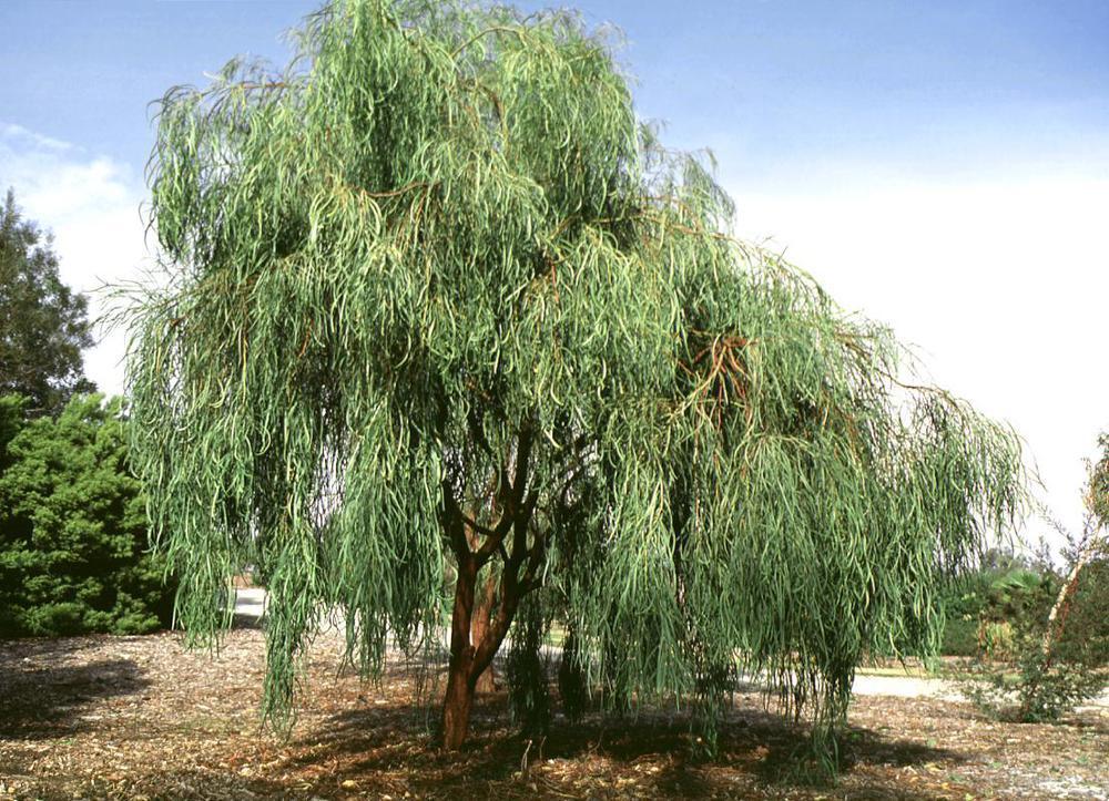 Shoestring Acacia Willow Tree Cuttings (10 Fresh Cuttings, 8 Inches)