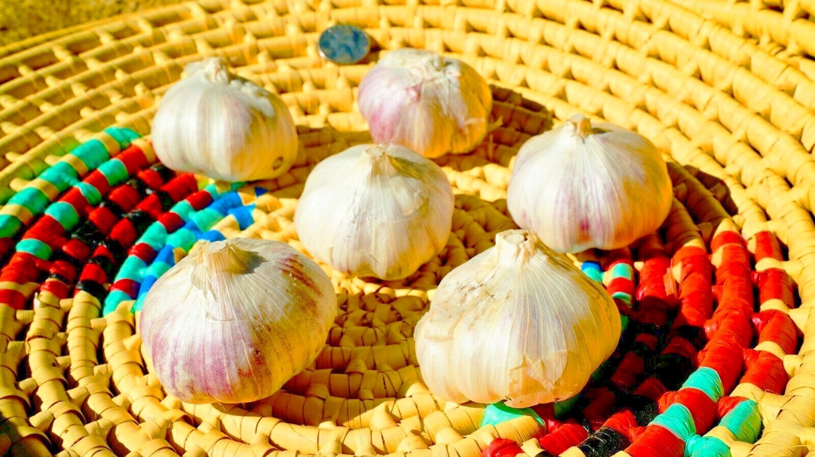 Organic GARLIC bulbs 10lbs • 5 VARIETIES Chesnok Music Italian German Russian