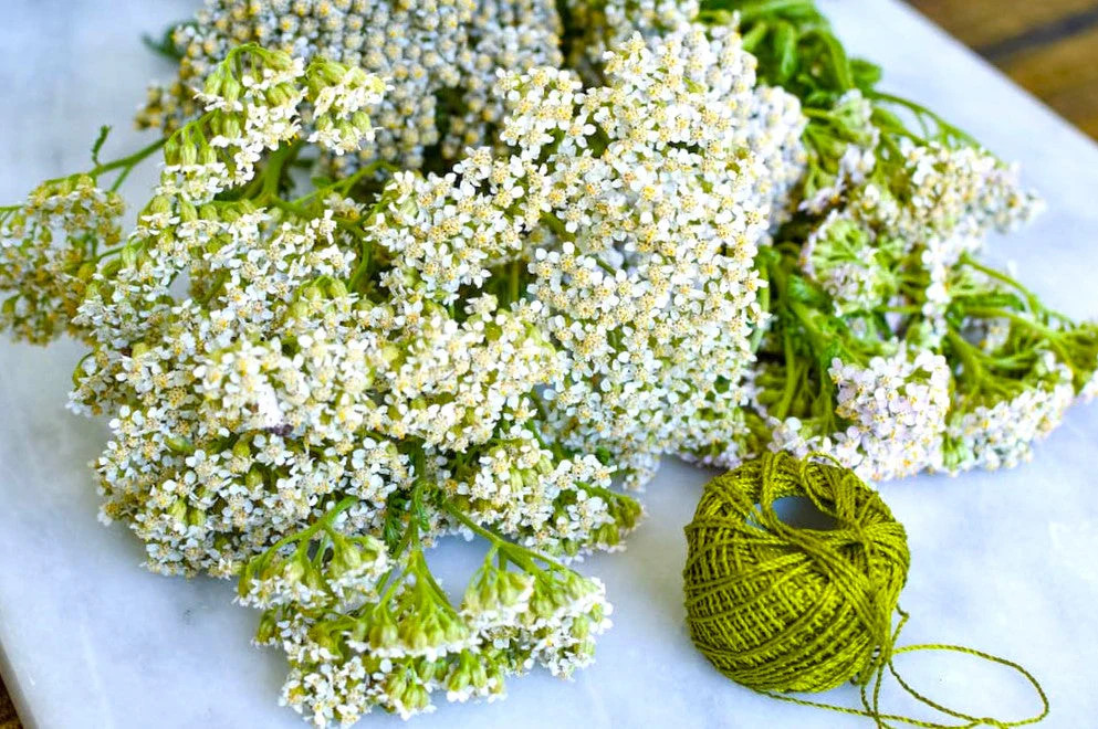 White Yarrow Seeds | Achillea Millefolium Milfoil Flower Seed 2024 Fast Shipping