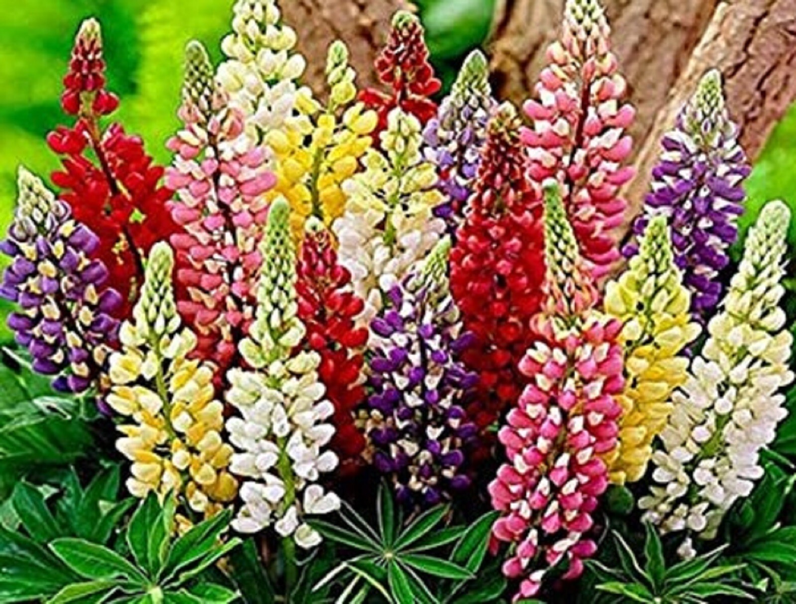 Russell Lupine Assorted Seed Mix 80 SEEDS –BUY 4 ITEMS FREE SHIPPING
