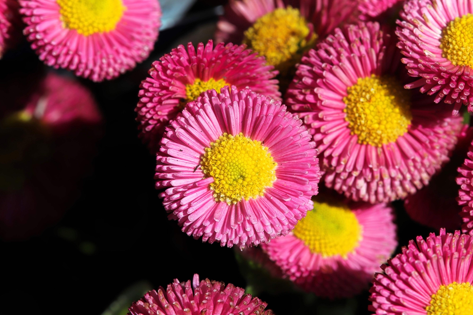 100 MIXED Colors ENGLISH DAISY Bellis Perennis Flower Seeds