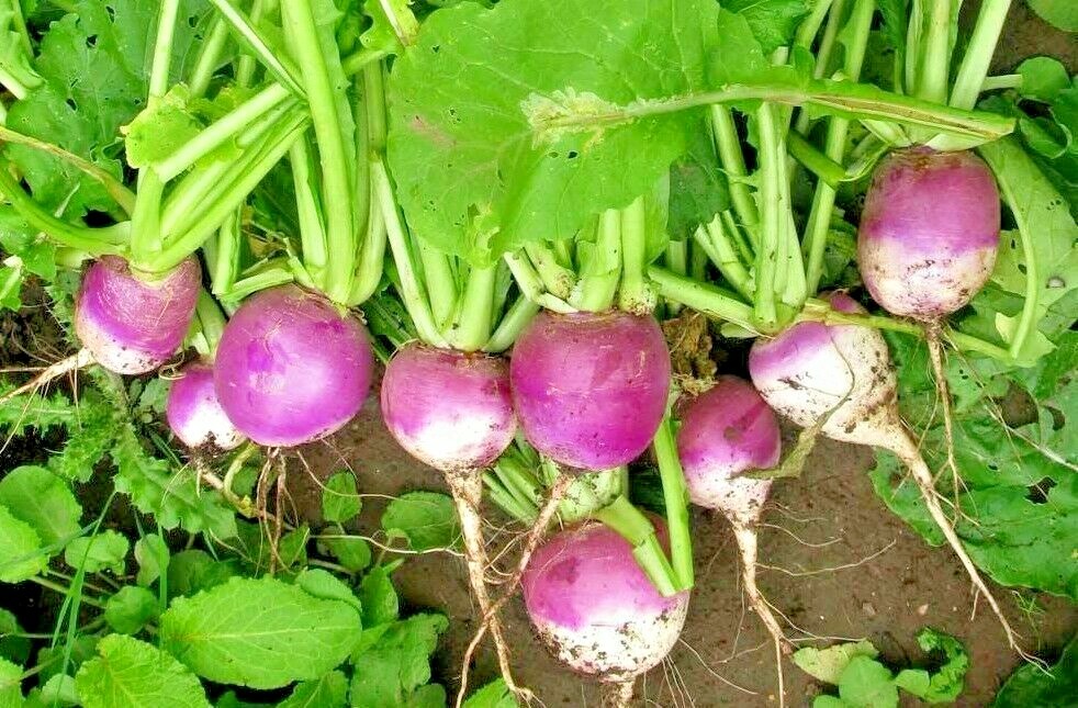 2000+ TURNIP SEEDS PURPLE TOP WHITE GLOBE NON-GMO HEIRLOOM VEGETABLE SPRING USA