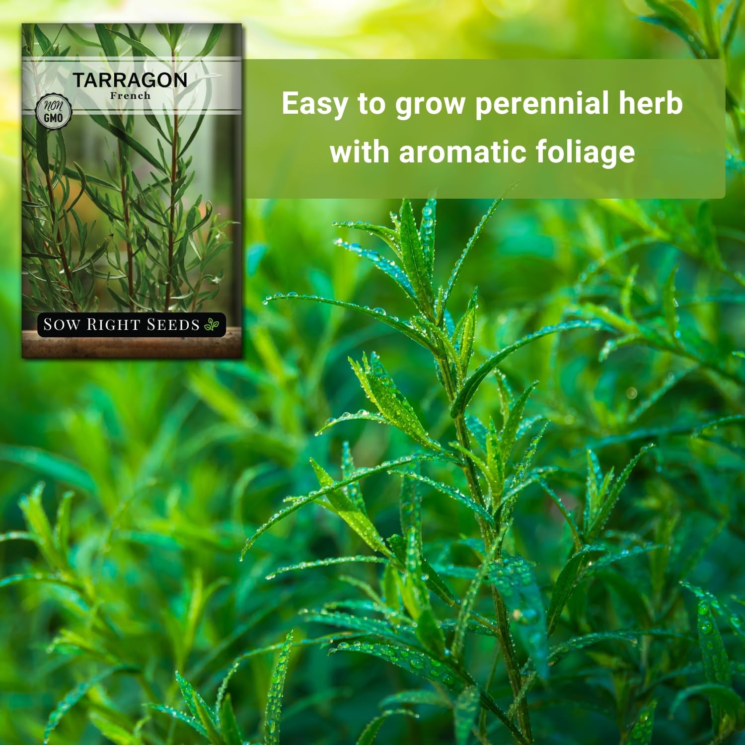 – French Tarragon Seeds for Planting – Non-GMO Heirloom Packet with Instructi…