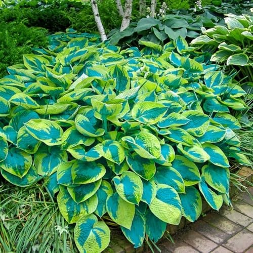 285+ Perennial Rainbow Hosta Seeds, Easy Grow Garden Foliage Heart-Shaped