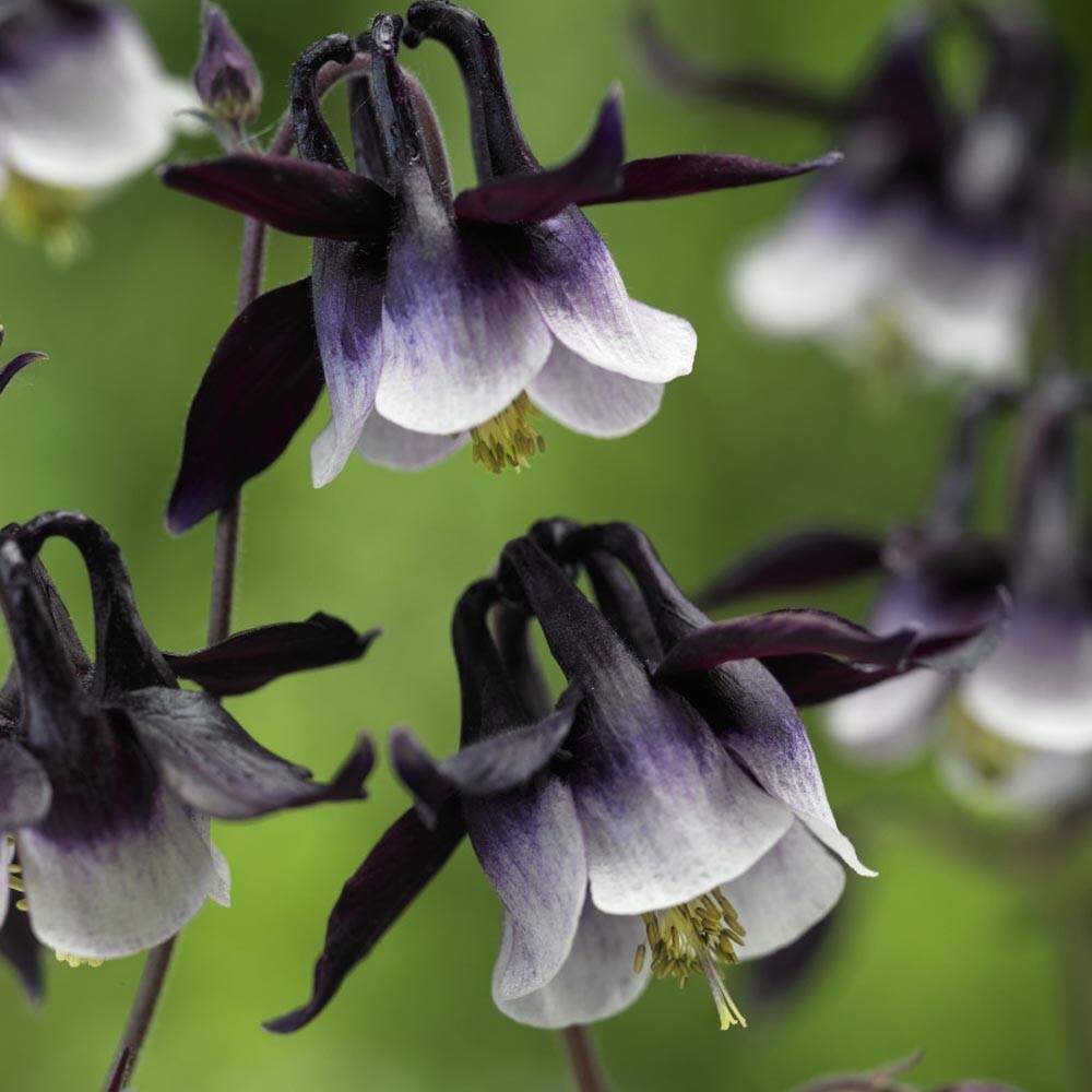 40 Columbine William Guinness seeds