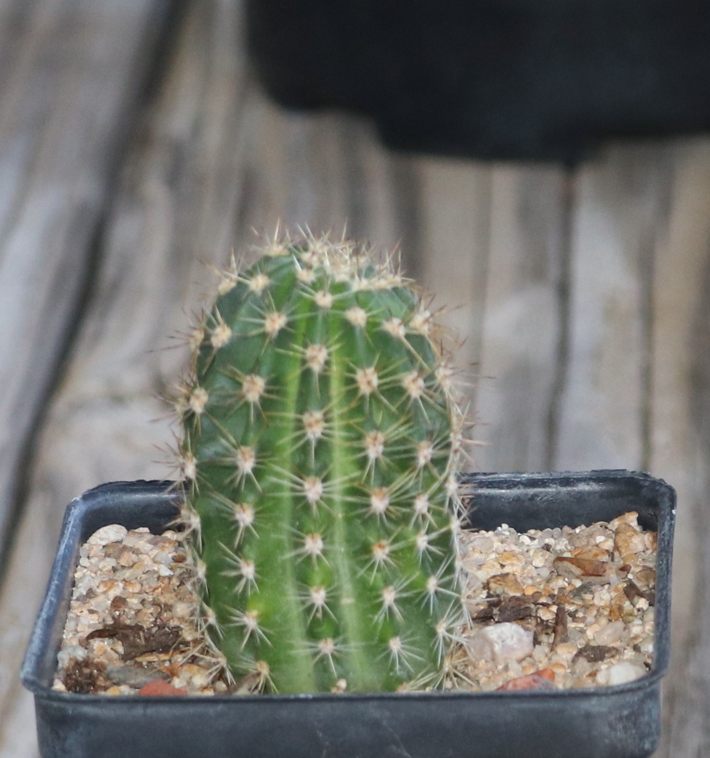 Echinopsis hybrid ‘Atomic’