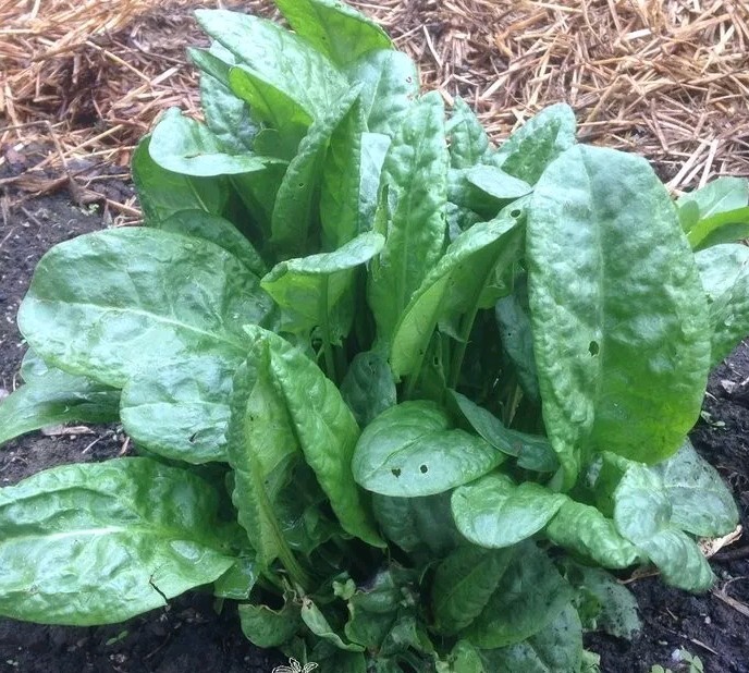 Sorrel, Garden (Rumex acetosa) Seeds