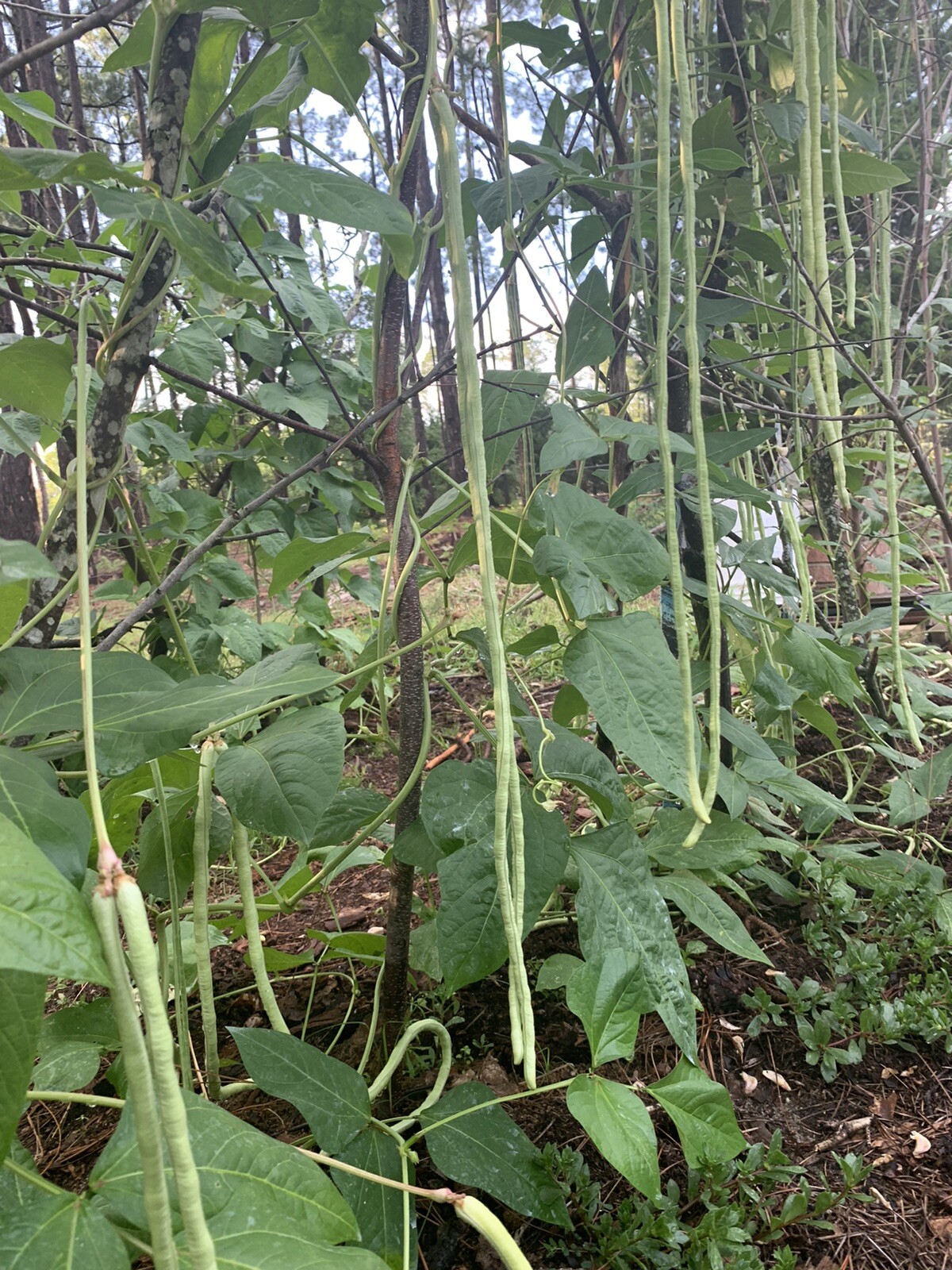 25 Long Bean Seeds  organic 2024 Summer Fresh Non-GMO