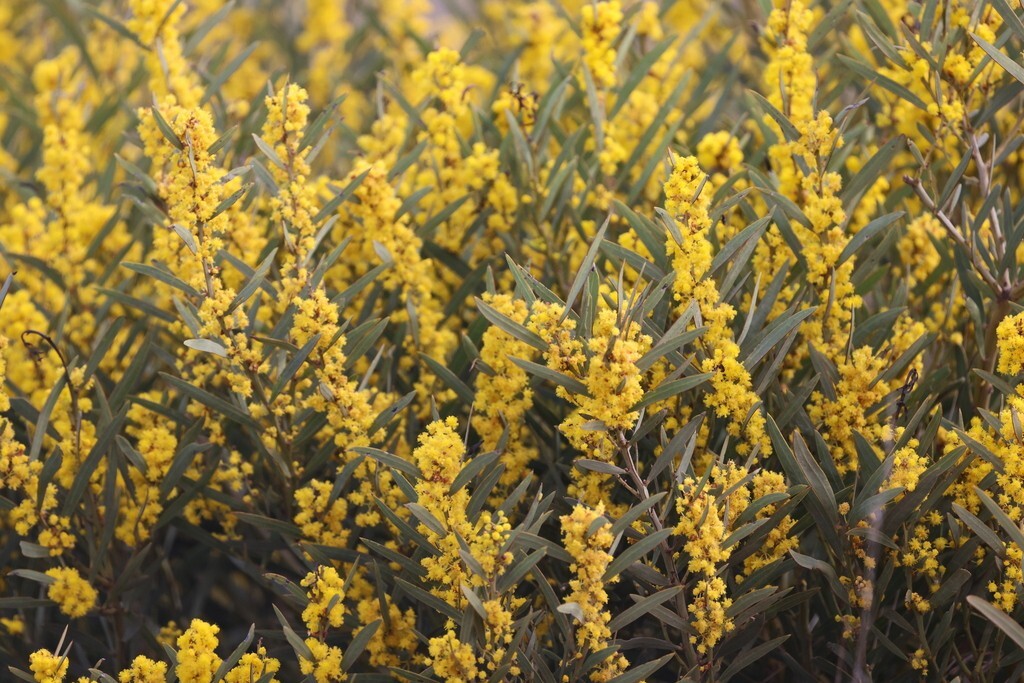 Acacia hemiteles Seeds – “Tan Wattle”