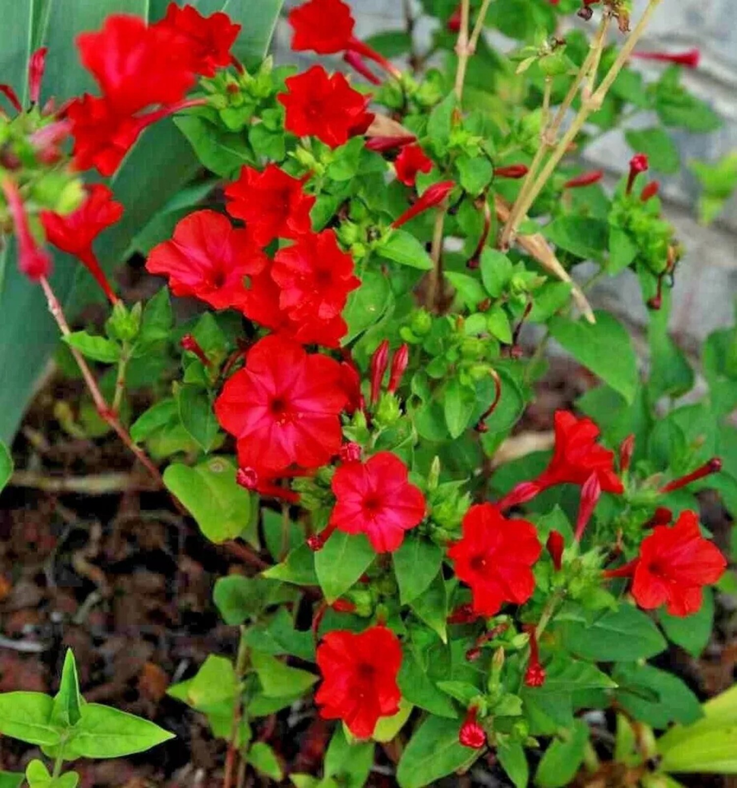 25 Bight Red 4 O’Clock Seeds Fragrant Flowers Perennial Mirabilis Jalapa