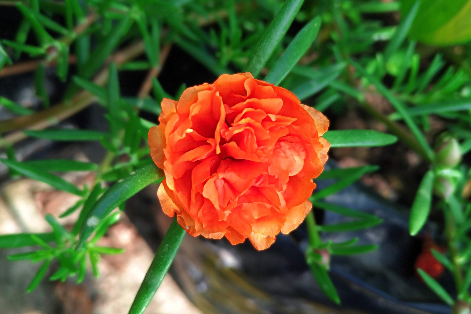 100 ORANGE PORTULACA Moss Rose Portulaca Grandiflora Flower Seeds *Comb S/H