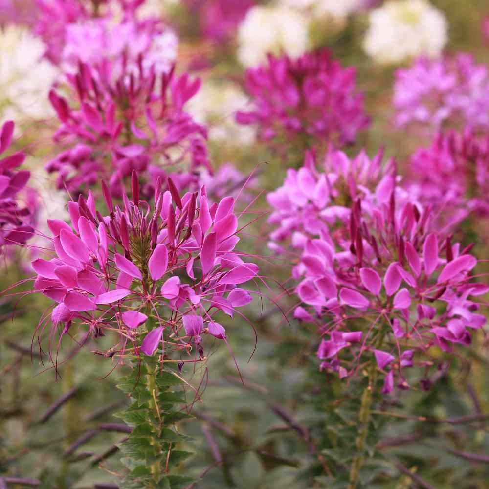 1000 Seeds Spider Flower Drought Tolerant Cleome Violet Queen Garden Flower Seed