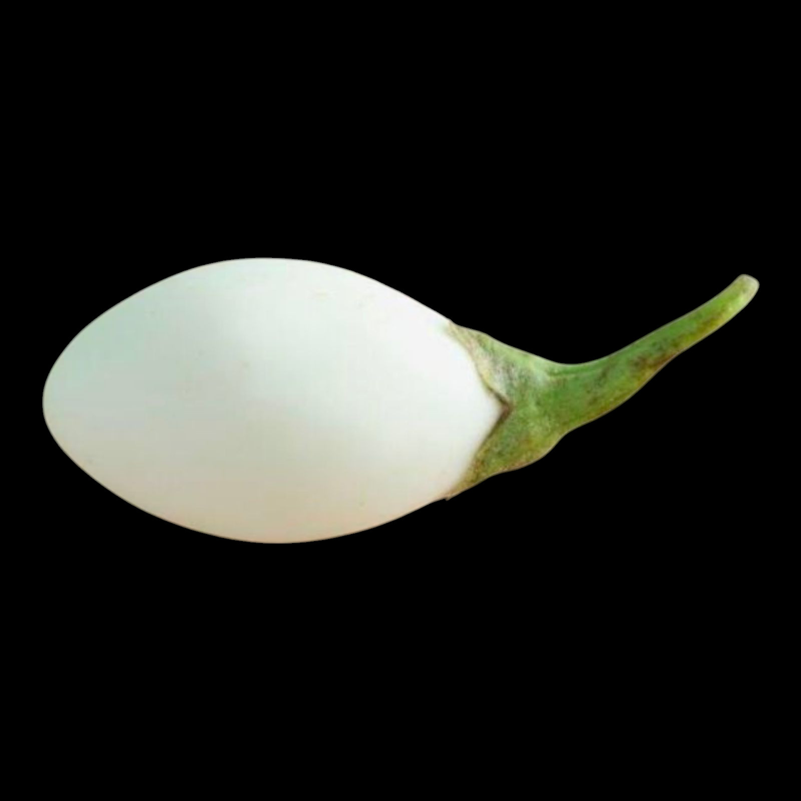 50 Eggplant Seeds – White Egg | Free Fast shipping|