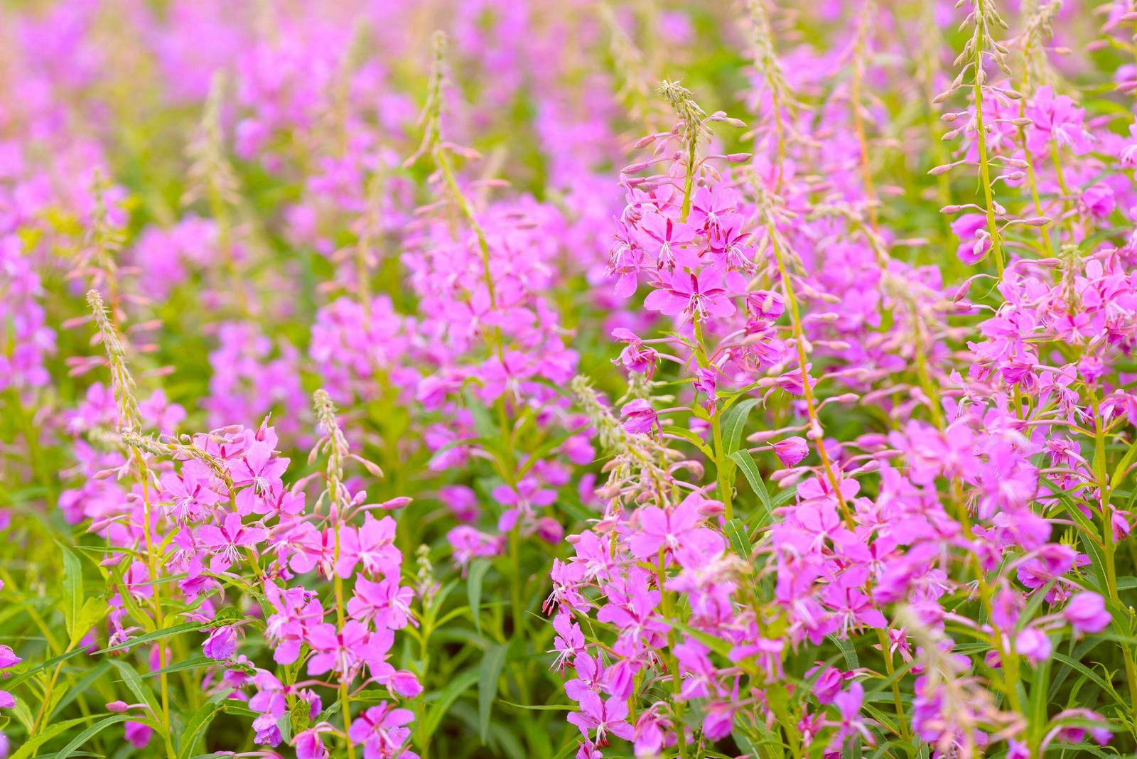 300 FIREWEED / ROSEBAY (Great Willowherb) Epilobium Angustifolium Flower Seeds
