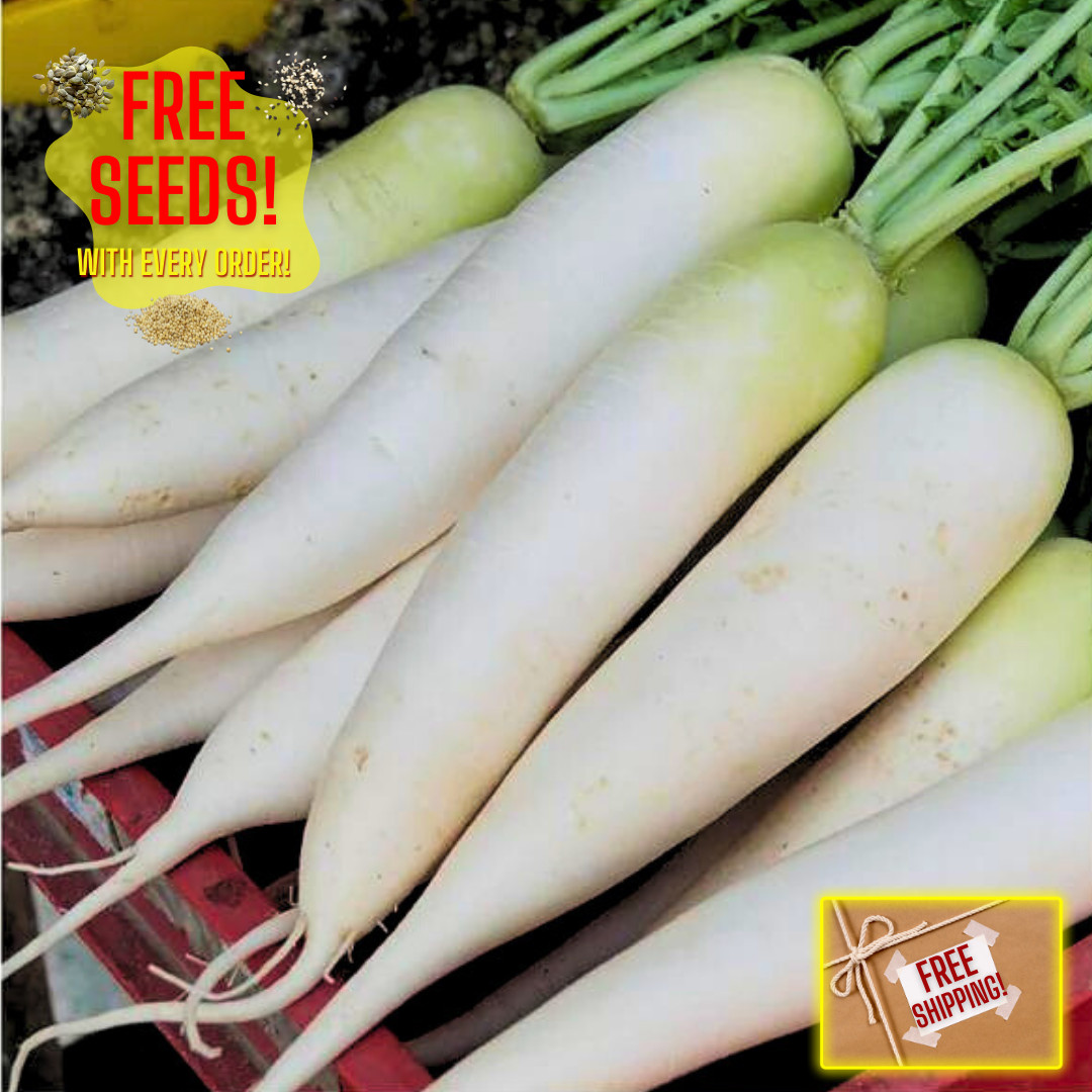 Fresh Daikon Radish Japanese Minowase Seeds | Heirloom Non-GMO | Vegetable Seeds