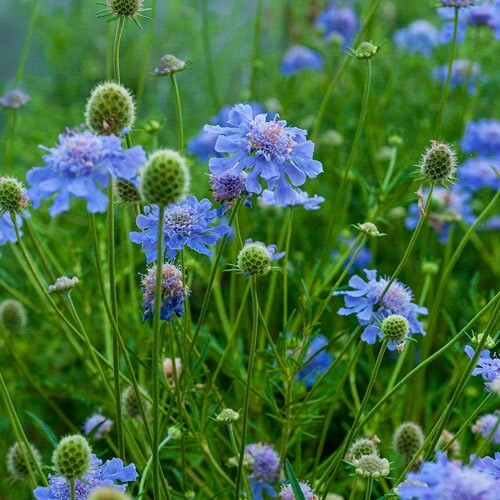SCABIOSA  BLUE PINCUSHION /  100 SEEDS ..fresh for 2025. same day shipping