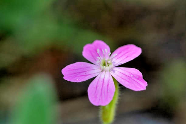 150 NODDING CATCHFLY SEEDS | SALE FREE SHIPPING NON GMO HEIRLOOM