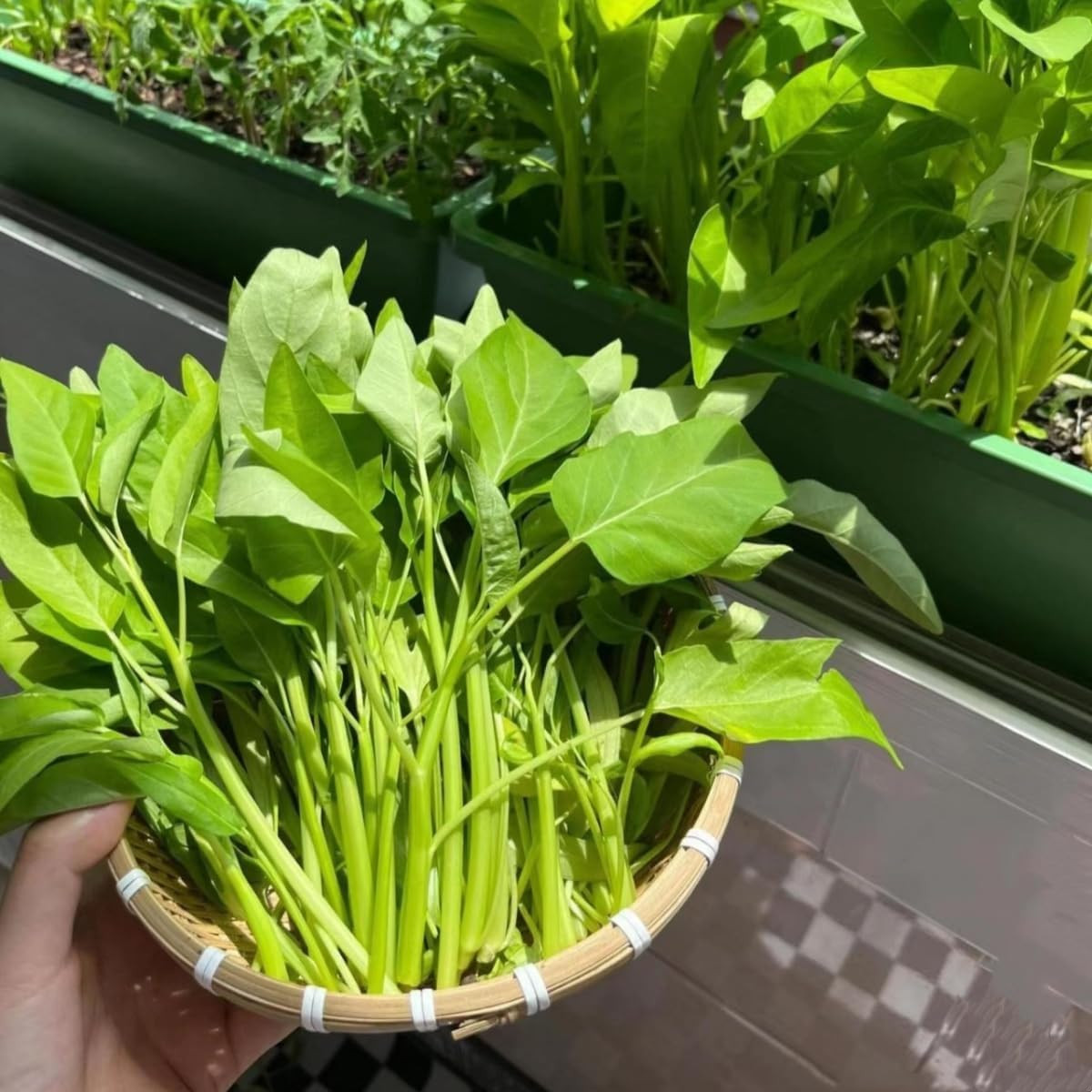 500+ Non-GMO Water Spinach Seeds for Delicious Garden Greens – Kangkong