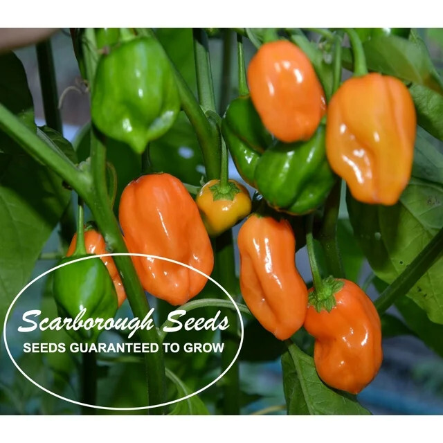 Scarborough Seeds Habanero Orange Pepper Seeds 100 Count – Non-GMO, Full Sun