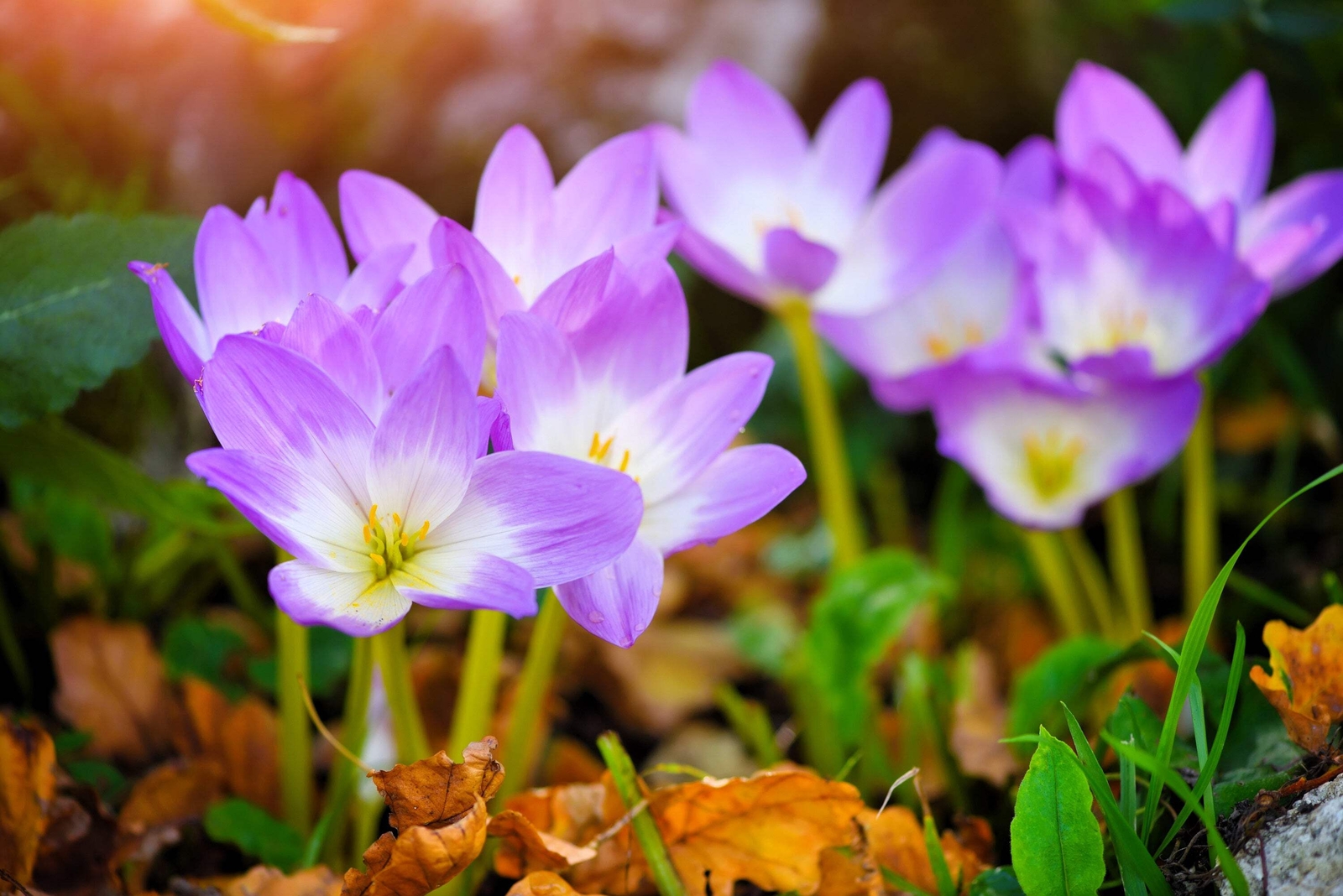 10 AUTUMN CROCUS Colchicum Autumnale Meadow Saffron Flower Seeds *Comb S/H