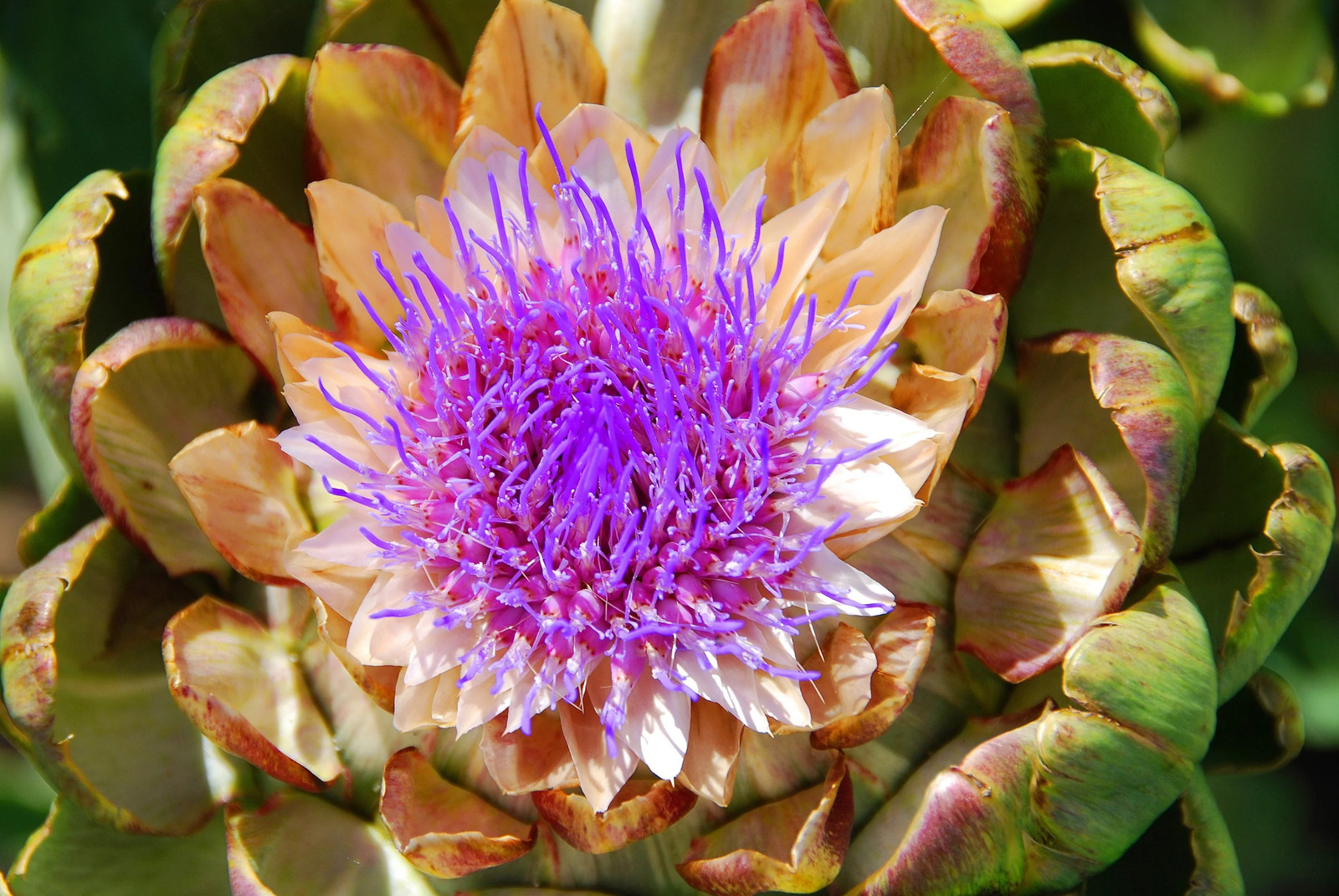 25 CARDOON Cynara Cardunculus Artichoke Thistle Perennial Edible Vegetable Seeds