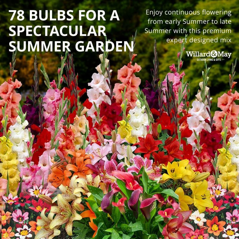 Complete Flower Bulb Garden – 75 Bulbs for 50 Days of Continuous Blooms (Summer