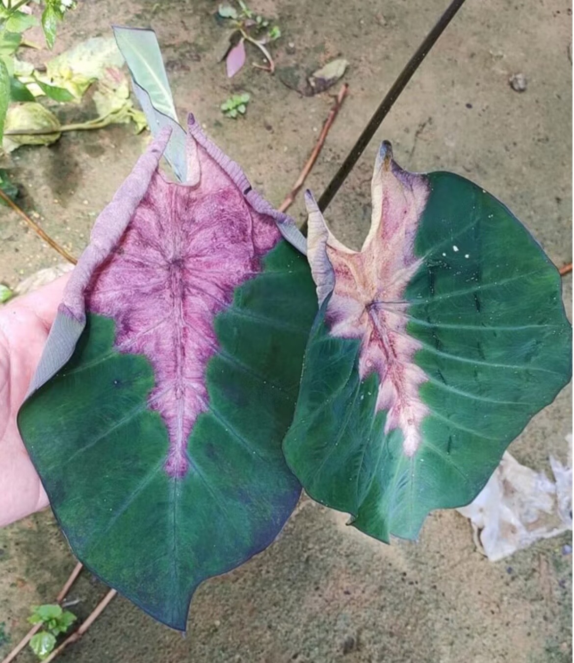 AUTHENTIC Colocasia Night Devil 1 bulbs