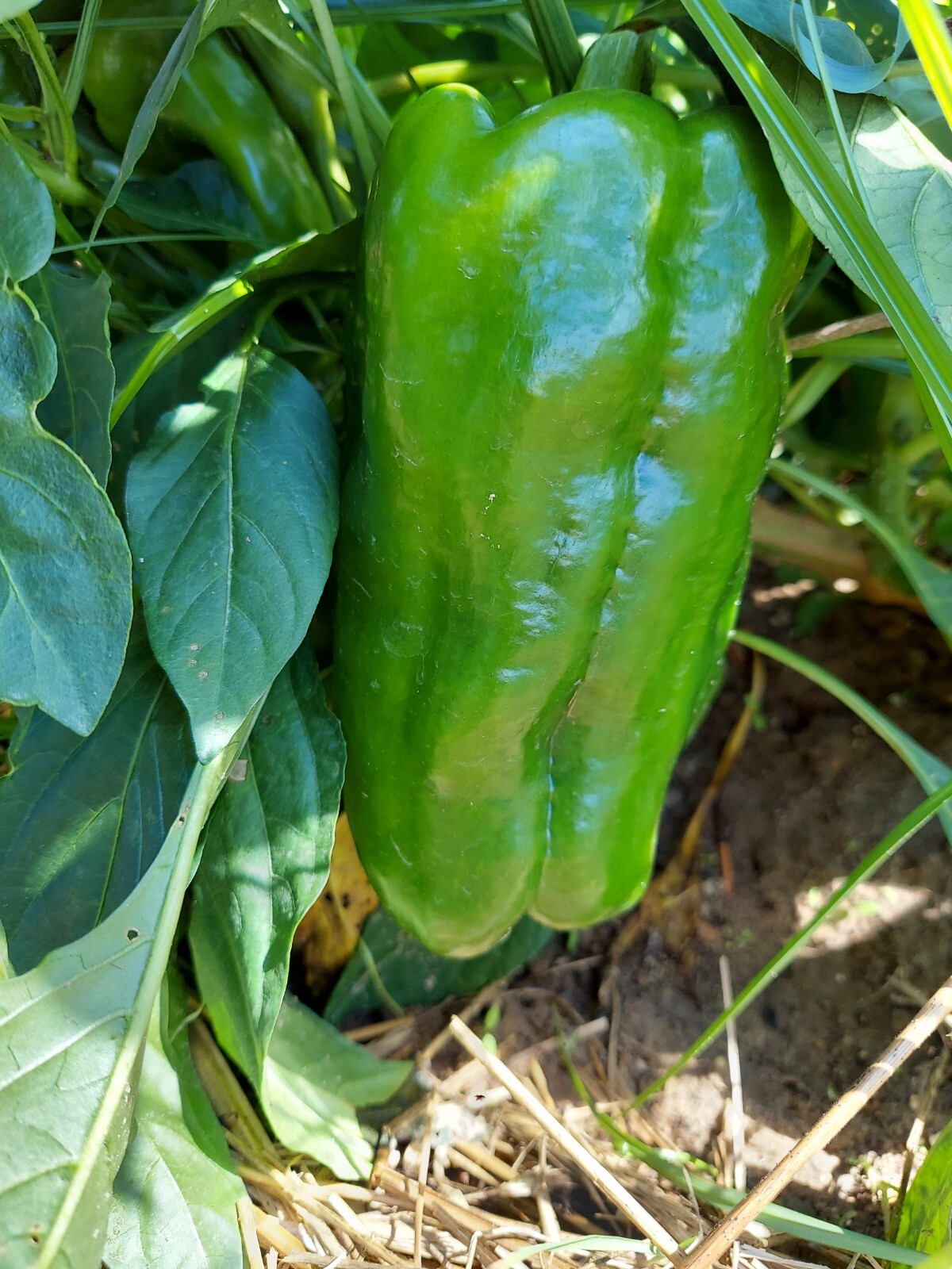 25 Sweet BIG BERTHA Bell Pepper Seeds no-gmo  Heirloom Organic RARE