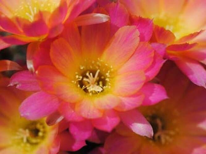 Chamaelobivia (Peanut Cactus) “Sundae” Cactus Seeds (100 Seeds)