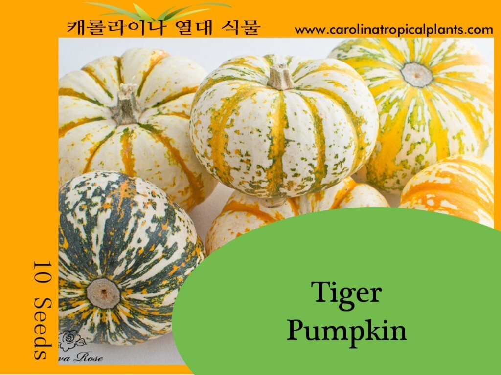 Tiger Pumpkin Seeds – Non-GMO – White, Orange, Green – 10 seeds