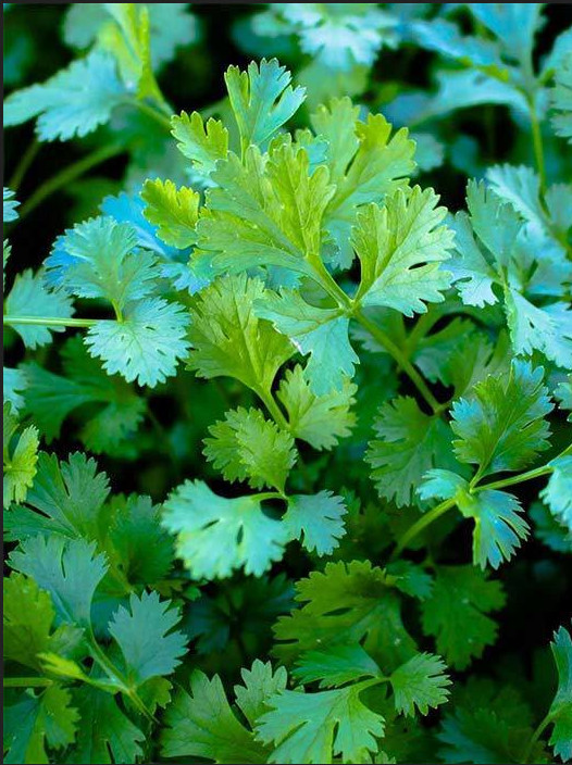 ORGANIC Slow Bolt Cilantro Seeds | Non-GMO | Fresh Garden Seeds Free Ship