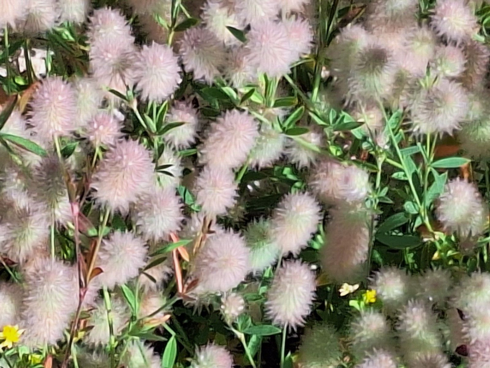 RABBIT’S FOOT CLOVER 200 SEEDS, TRIFOLIUM ARVENSE, FUZZY BUNNIES, EZ TO GROW