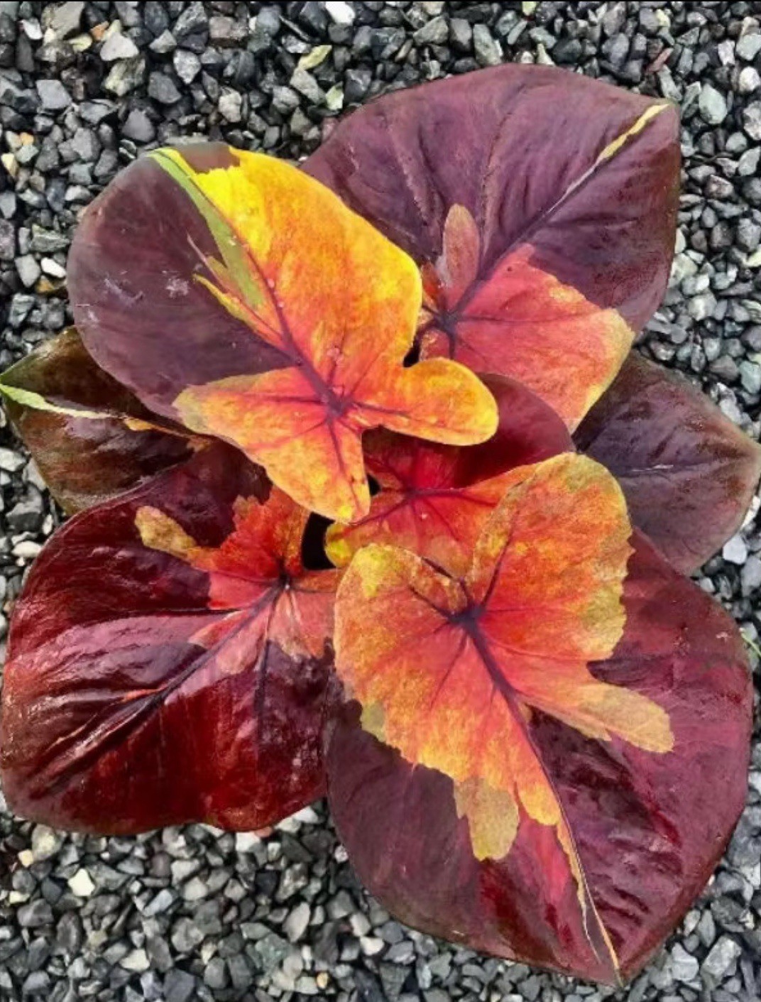 AUTHENTIC Caladium Sunset Sky 1 bulbs