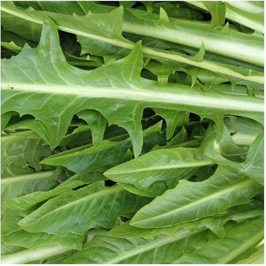 Catalogna Emerald Endive Seeds, NON-GMO, Chicory, Italian Dandelion, FREE SHIP