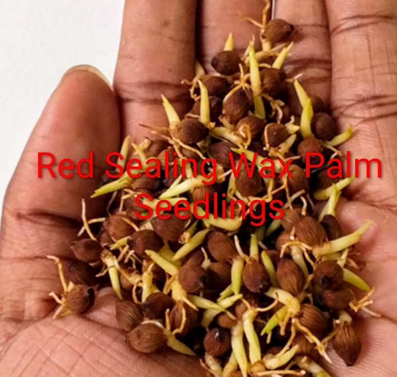 (8) RED SEALING WAX PALM SEEDLINGS (Cyrtostachys renda)