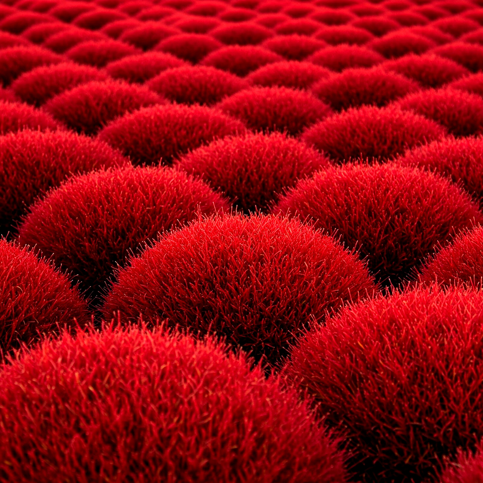 200+ RARE BURNING BUSH SEEDS COLD HARDY COLOR GRASS ORNAMENTAL AUTUMN HEDGE USA