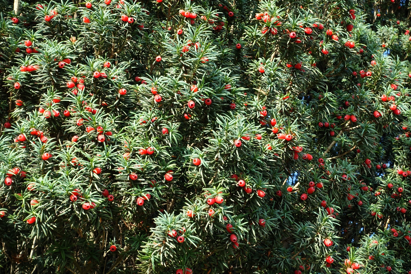 10 ENGLISH YEW Taxus Baccata Tree Shrub Conifer Sun or Shade Red Ornamental Berr