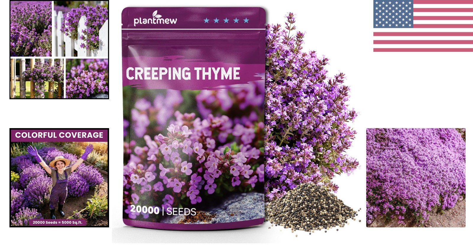 20000+ Creeping Thyme Seeds – Fragrant Ground Cover for Low-Maintenance Gardens
