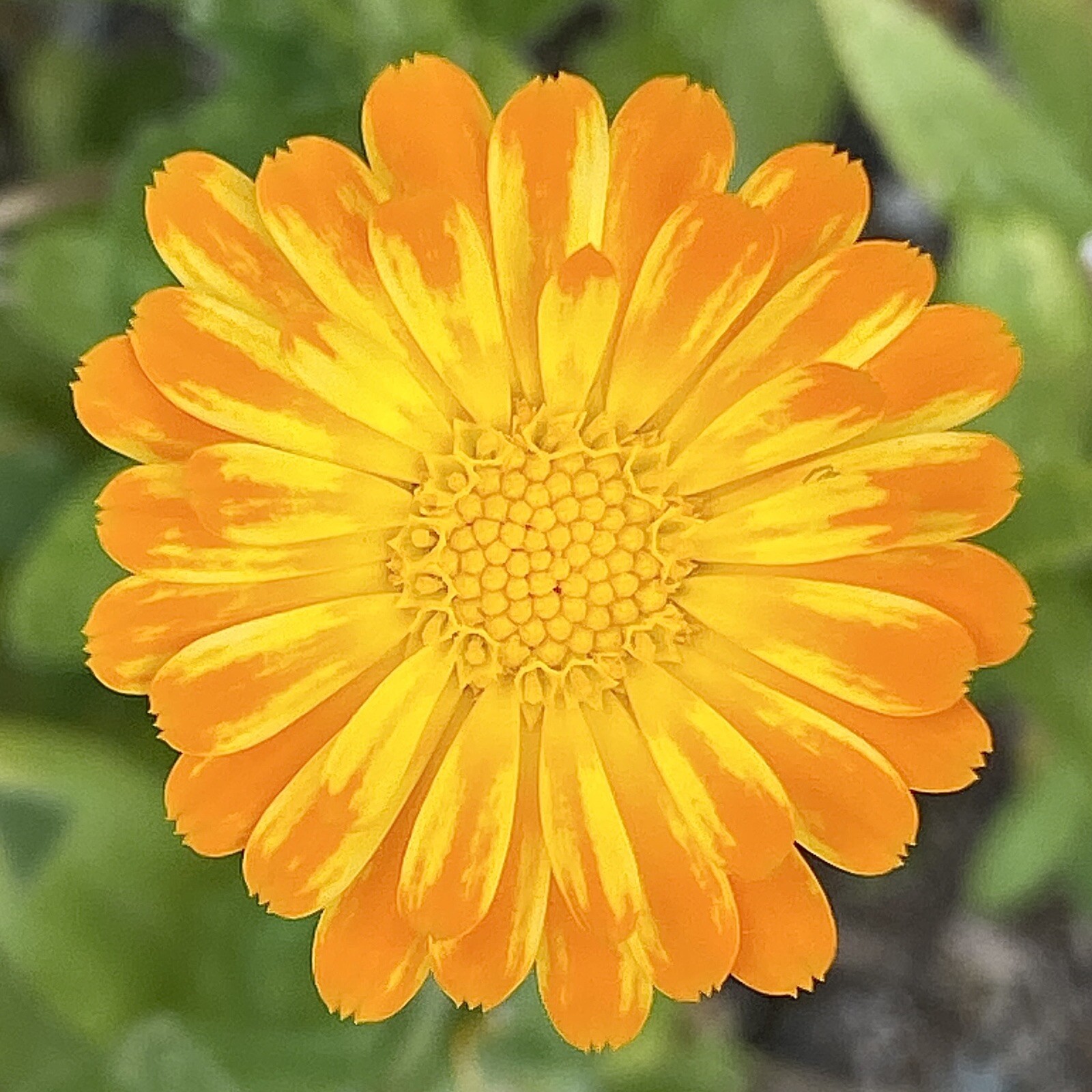 800 + Calendula Flower Seeds Medicinal Herb Inflammation Skin Care Garden Mix