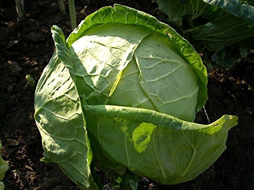 Cabbage Charleston Wakefield Garden Heirloom Vegetab By Seed Kingdom 1,000 Seeds