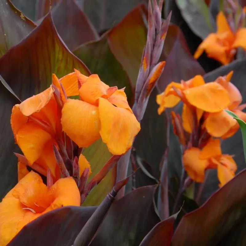Canna Lily Wyoming Rhizomes – Orange Blooms, Burgundy Foliage – 8-rhizomes