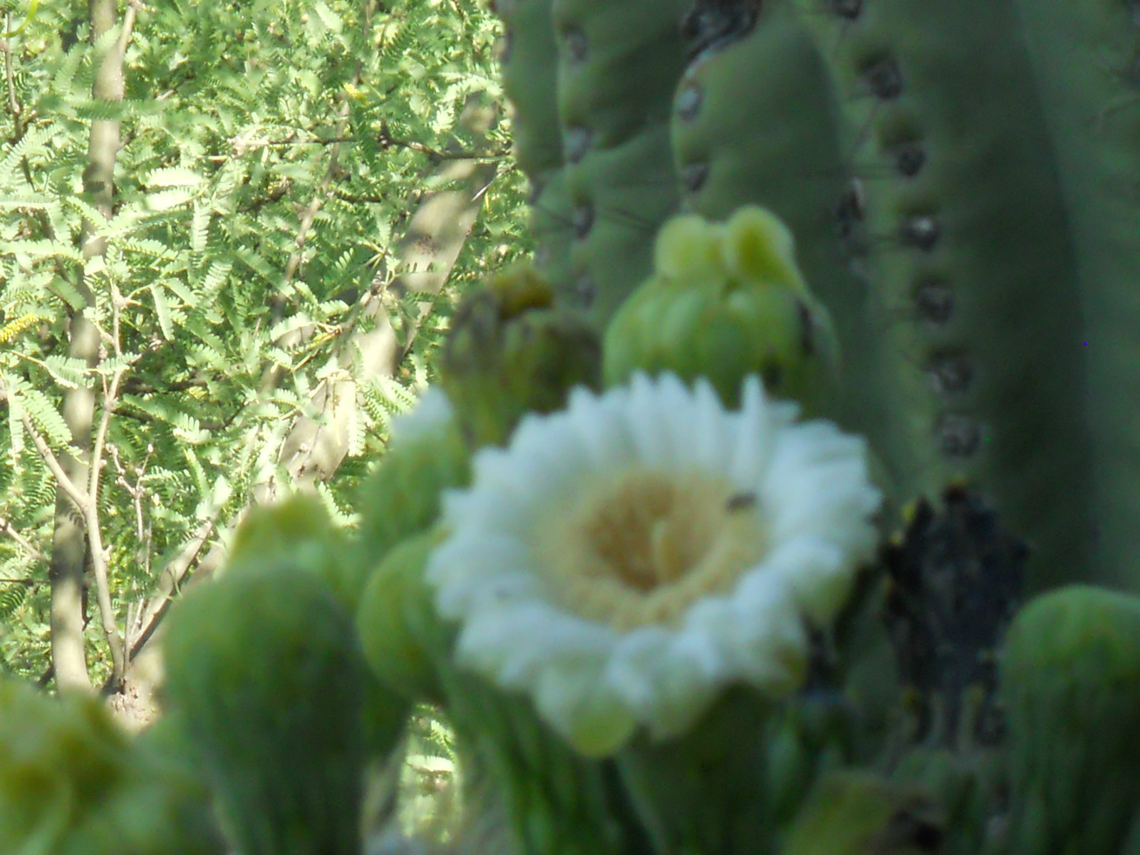 500+ Fresh Organic Arizona Saguaro Cactus Seeds – Carnegiea Gigantea