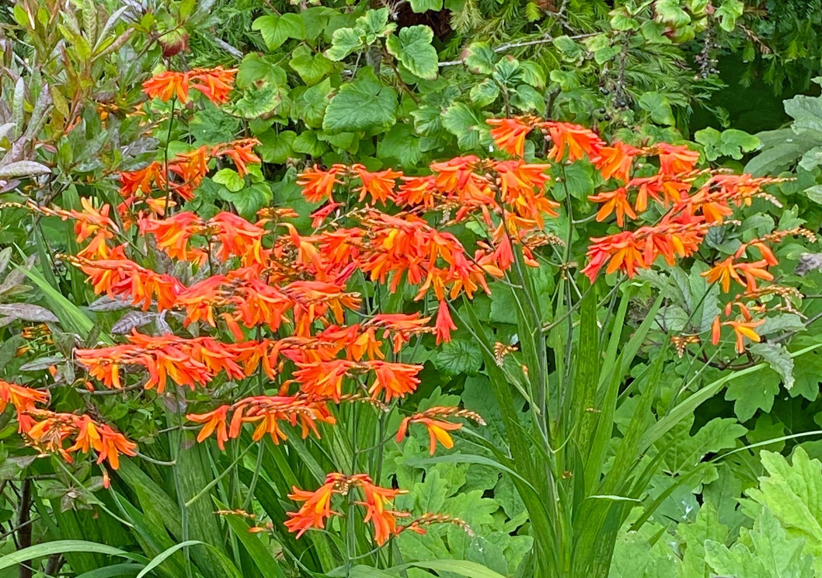 Crocosmia paniculata | Falling Stars | 10 Seeds