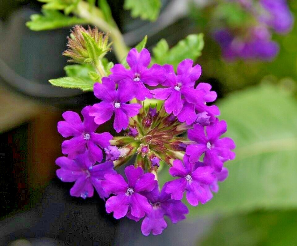 201+VERBENA MIX Flower Seeds Groundcover Hanging Baskets Container Flower Garden