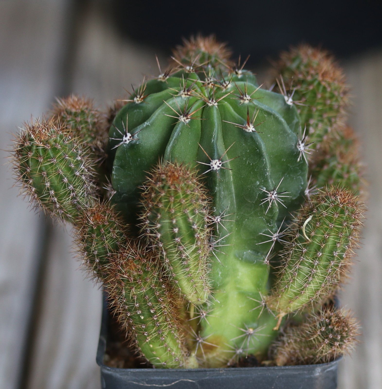 Echinopsis hybrid ‘Rainbow Burst-Pink’