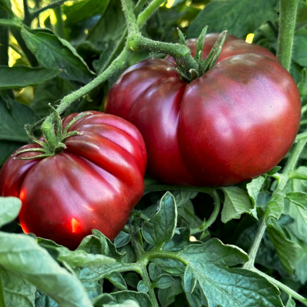Black Krim Tomato Seeds – For 2025 Planting Purple Crimean Russian Smoky