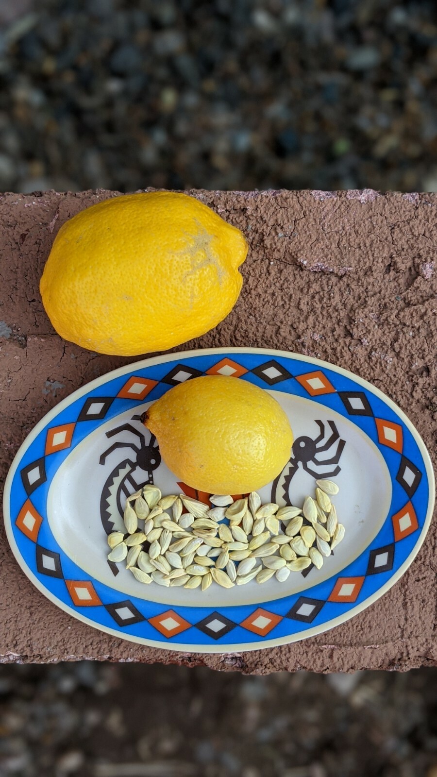 Lemon Seeds – 20 Fresh 🍋 Seeds Proudly Made In/From Arizona Meyer Lemon Non GMO