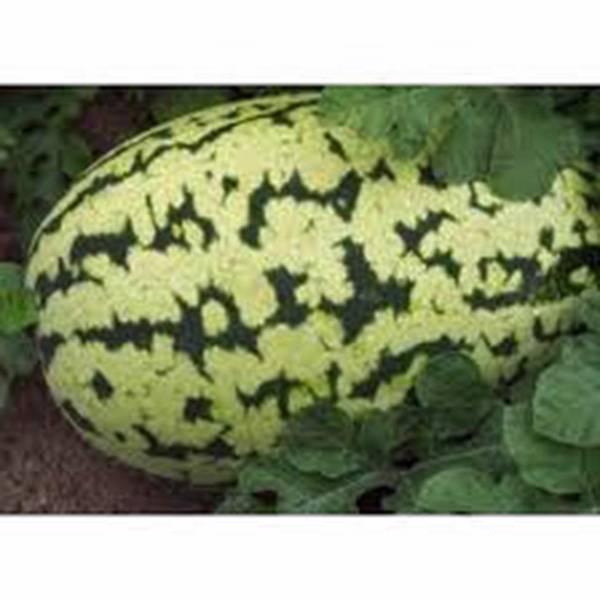 WATERMELON SEED, KLONDIKE STRIPED BLUE RIBBON, HEIRLOOM, 500 SEEDS