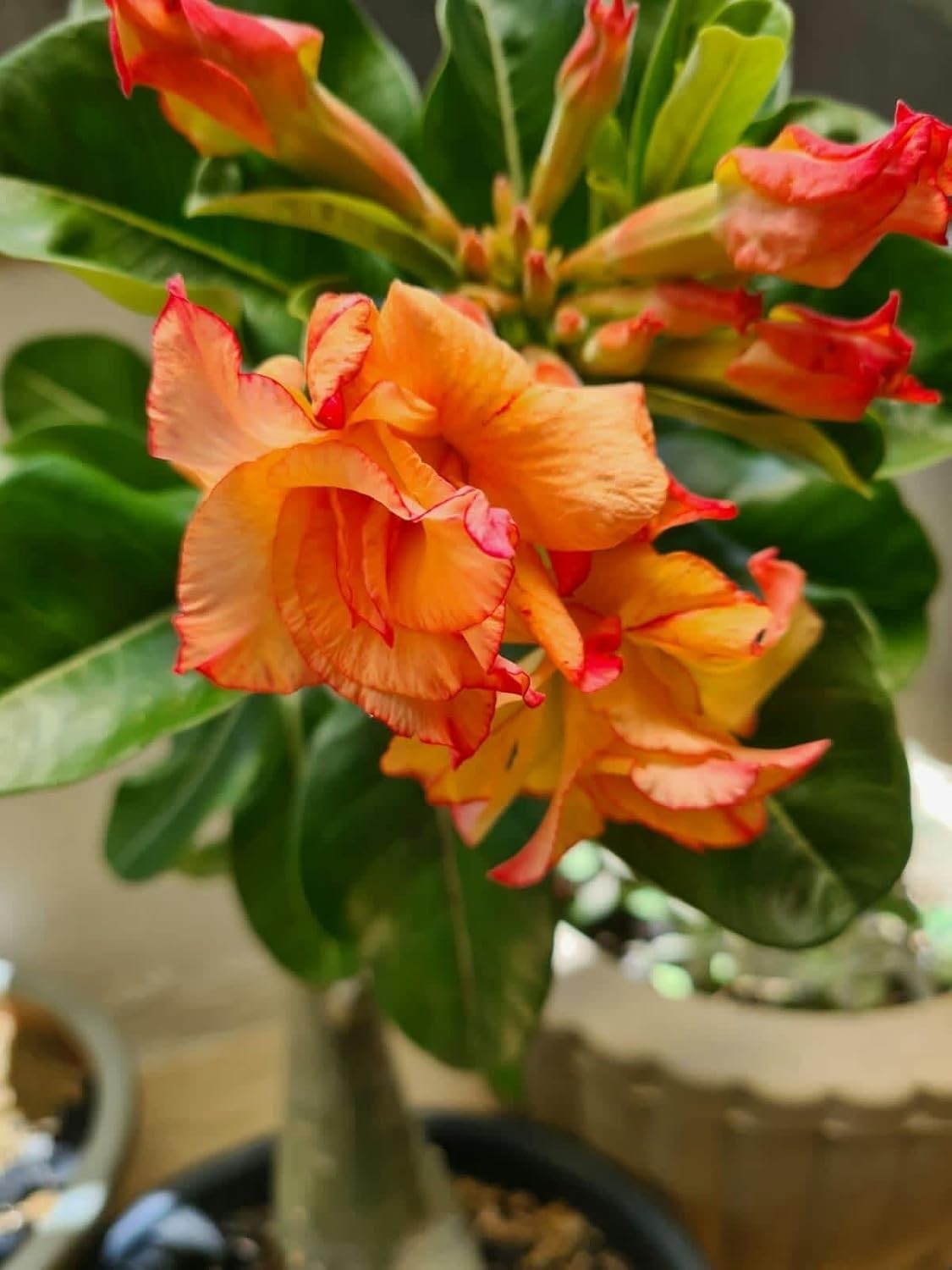 15+ “Phoenix Blush” Desert Rose Seeds Red Orange Blooming Adenium