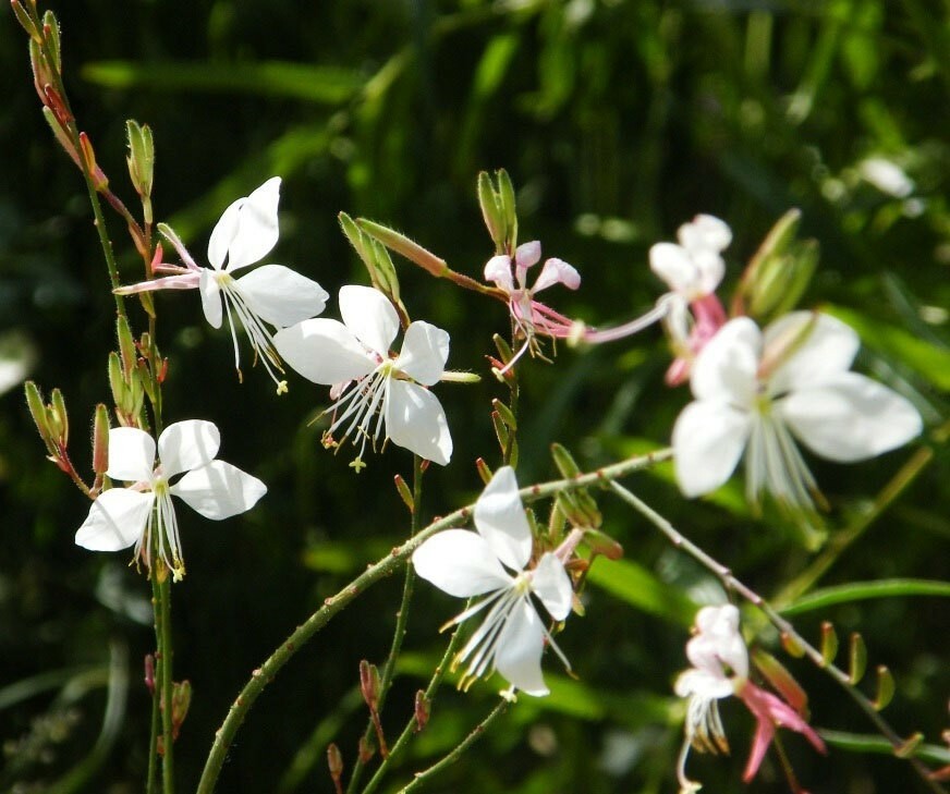Oenothera lindheimeri | Indian Feather | Pink & White Gaura | 10_Seeds